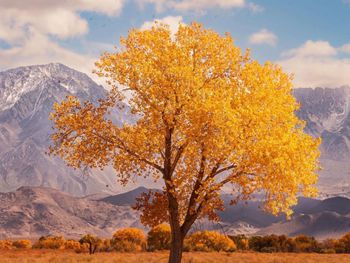 Low angle view of tree against sky during autumn