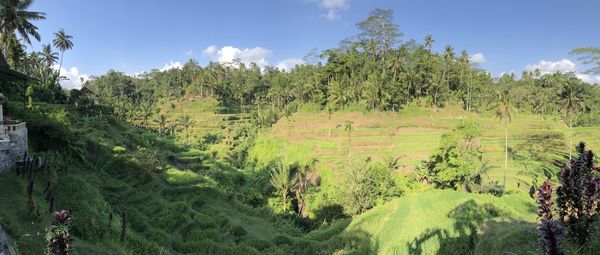Panoramic shot of trees on field against sky