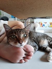 Cat on hand