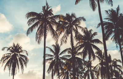 Low angle view of palm trees against sky