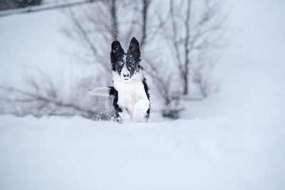 Small dog on snow covered land