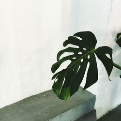 Close-up of plant growing on wall