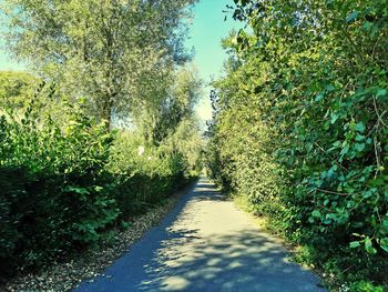 Empty road along trees and plants