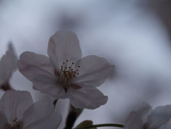 Close-up of white flower