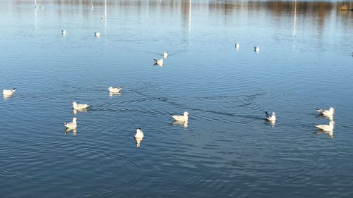 High angle view of ducks swimming in lake