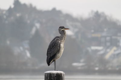 Close-up of bird perching on wooden post