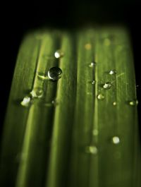 Close-up of water drops on leaf against black background