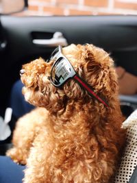Dog wearing sunglasses while sitting in car