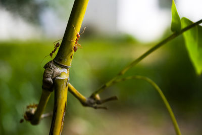 Close-up of insect on plant