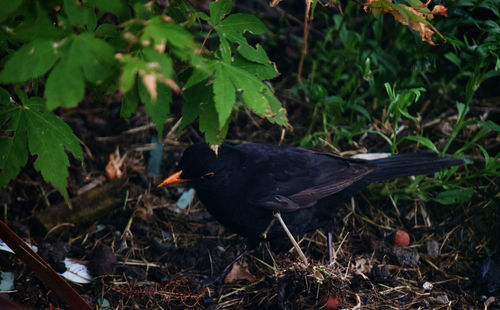 High angle view of bird perching on plant