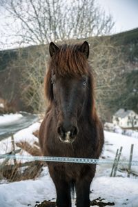 Horse on snow covered field