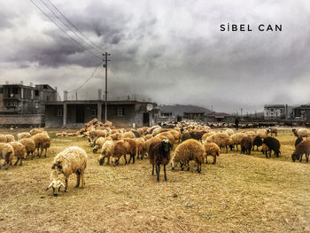 Flock of sheep in a field