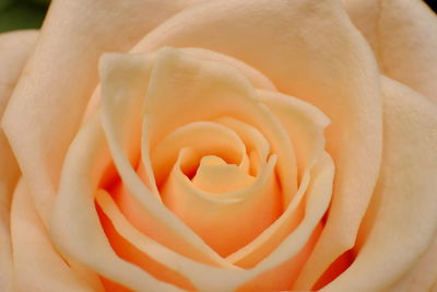 Close-up of rose
