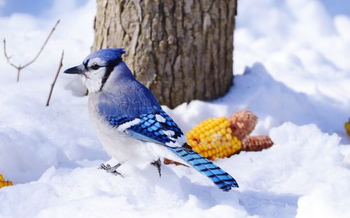 Bird perching on a snow