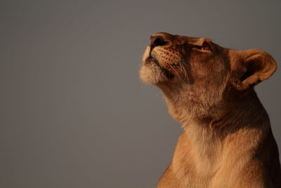 Close-up of lioness looking up