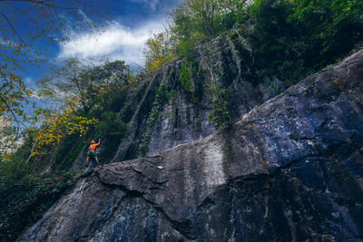 Low angle view of trees