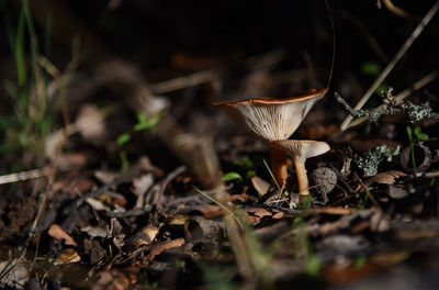 Close-up of mushroom growing on field