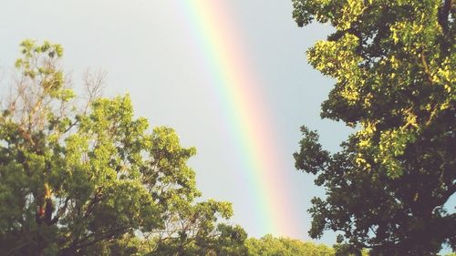 Rainbow over trees