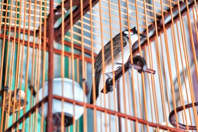 Close-up of bird in cage