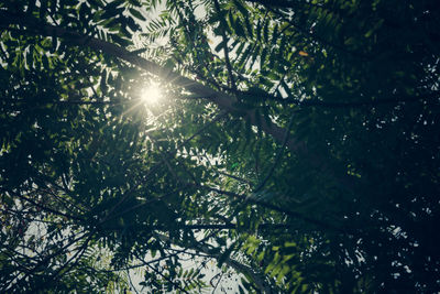 Low angle view of sunlight streaming through tree