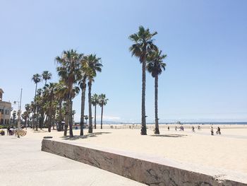 Palm trees on beach against clear blue sky
