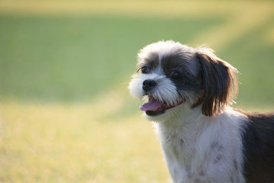 Close-up of dog looking away