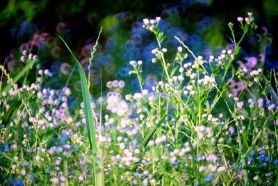 White flowers blooming on plant