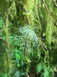 Close-up of spider web on plant