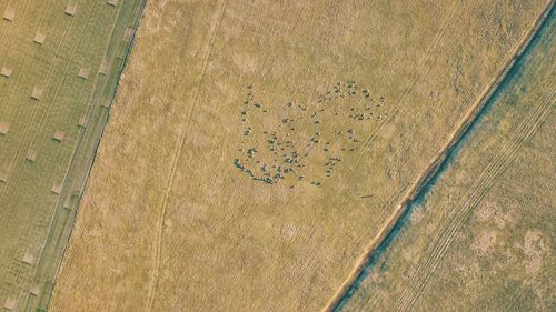Aerial view of sheep grazing on field