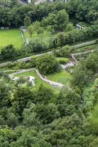 High angle view of trees growing in forest