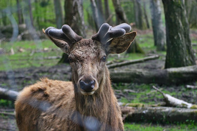 Portrait of deer in a forest