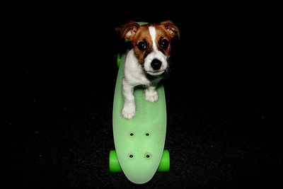 Close-up of pet dog on green skateboard