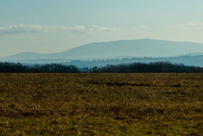 Scenic view of field against sky