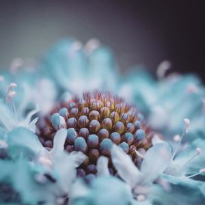 Close-up of flowers