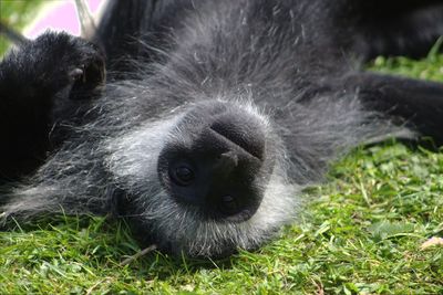 Close-up of a dog