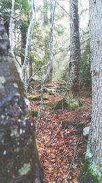 Trees in forest