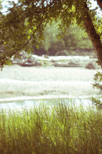 Scenic view of lake amidst trees