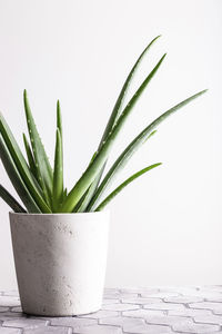 Close-up of potted plant on table against white background