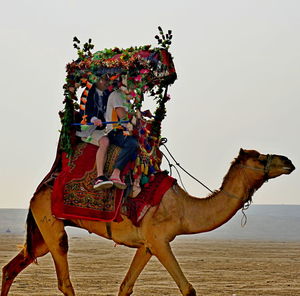 Horse on sand against clear sky