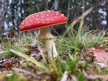 Close-up of mushroom growing on field