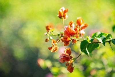 Macro photography of blooming bougainvillea flowers.