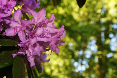 Close-up of purple flower growing on tree