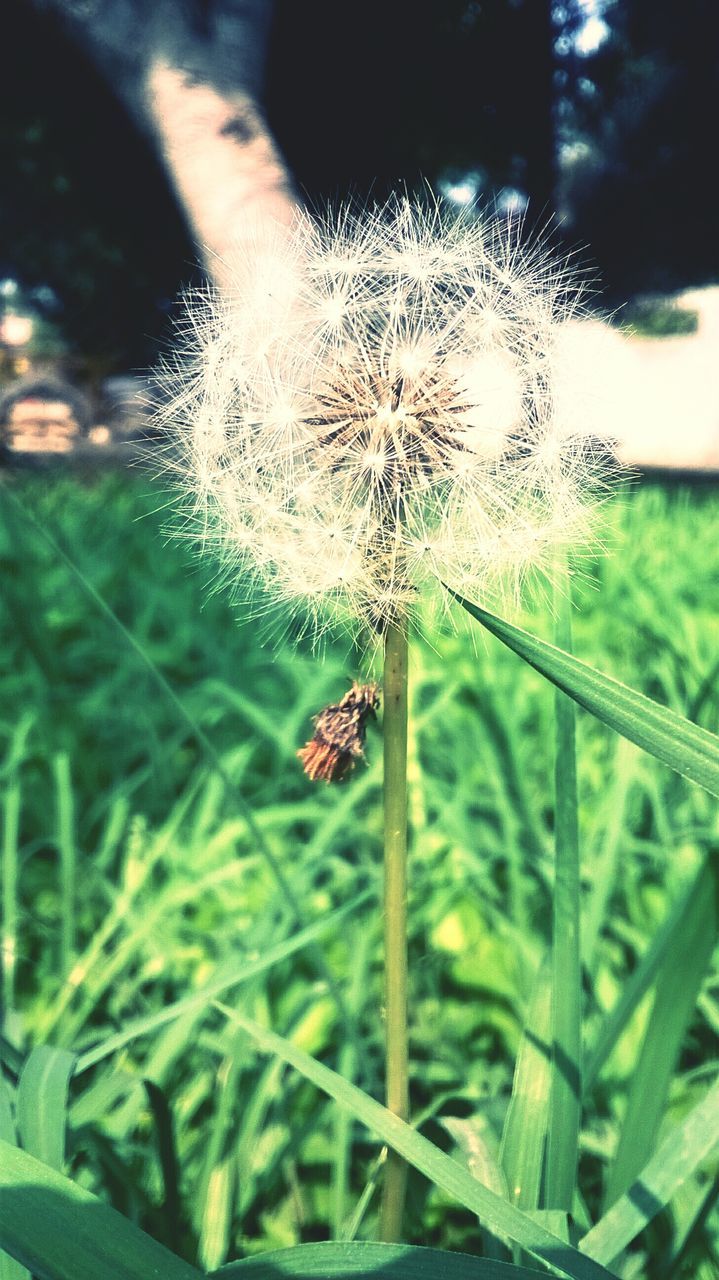 insect, focus on foreground, animal themes, one animal, plant, animals in the wild, growth, fragility, close-up, flower, spider web, wildlife, nature, grass, stem, dandelion, selective focus, green color, field, beauty in nature