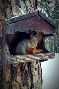 Close-up of squirrel on tree trunk