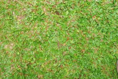 Full frame shot of fresh green plants