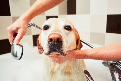 Cropped hand of woman holding dog