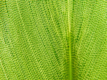 Full frame shot of green leaf