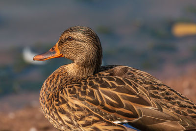 Close-up of a duck against blurred background