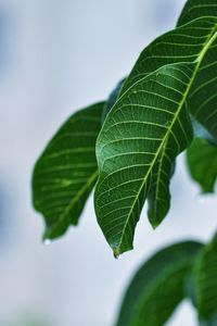 Close-up of leaves