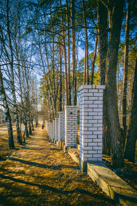 Bare trees and gate